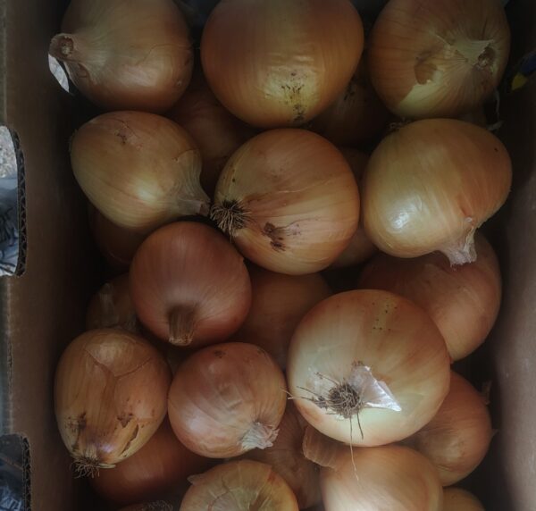 Certified Naturally Grown Yellow Sweet Onions