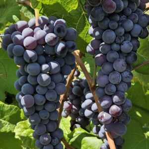 Organically Grown Thomcord Grapes