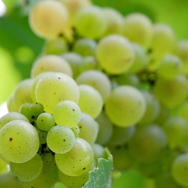 Organically Grown Grape Mix - Image 5