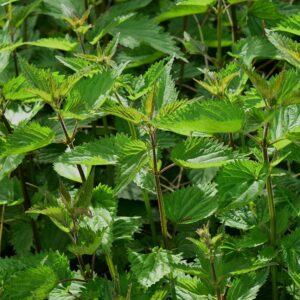 Organically Grown Nettle