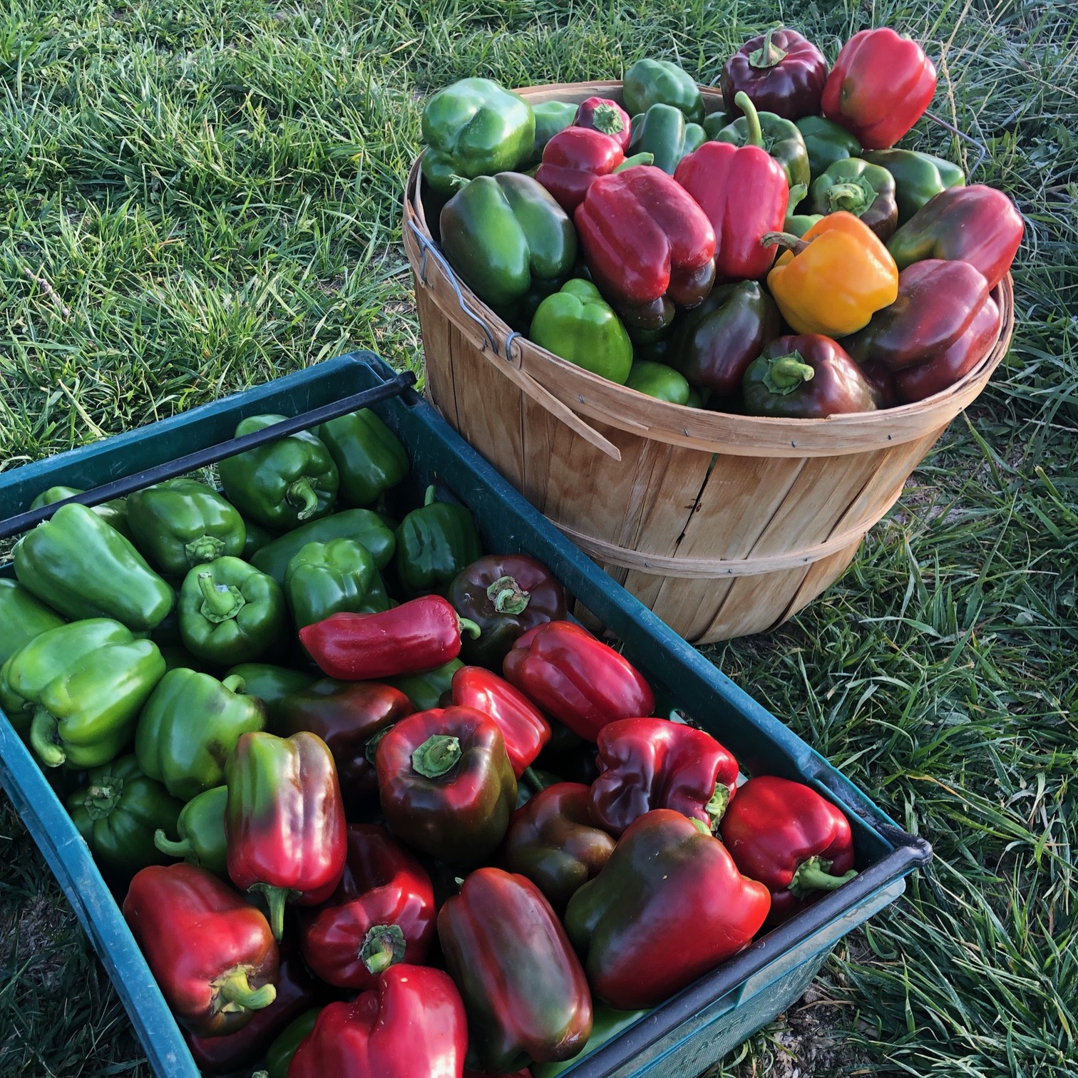 Organically Grown Mixed Bell Peppers