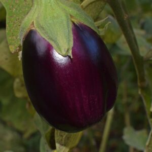 Organically Grown Baby Eggplant