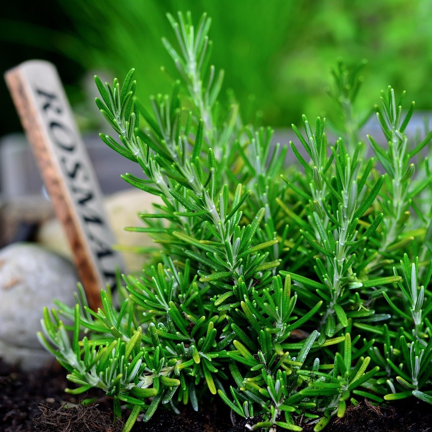 Certified Organic Rosemary