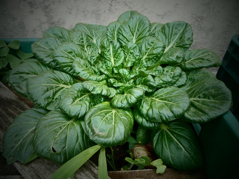 Organically Grown Spinach
