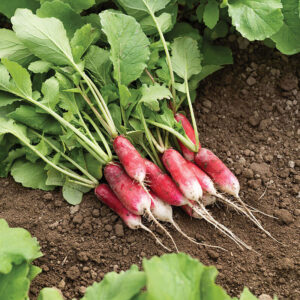 Organically Grown French Breakfast Radish