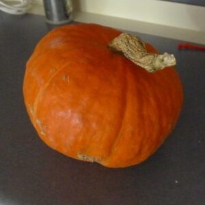 Organically Grown Sunshine Kabocha