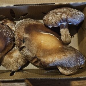Shiitake Mushrooms