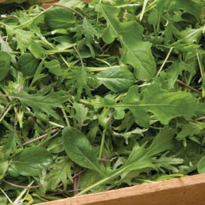 Organically Grown Winter Greens Mix
