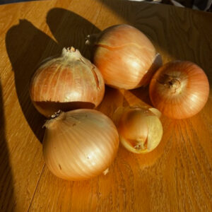 Organically Grown Candy Onions