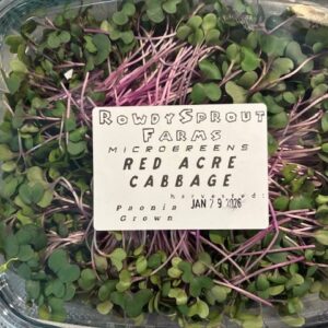 Organically Grown Red Acre Cabbage Sprouts - Small